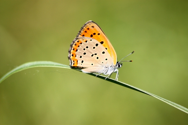 Lycaena alciphron